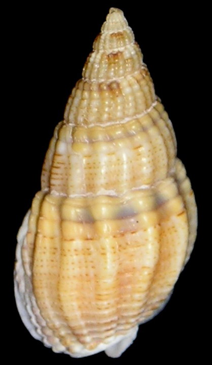 Nassarius reticulatus (L., 1758)